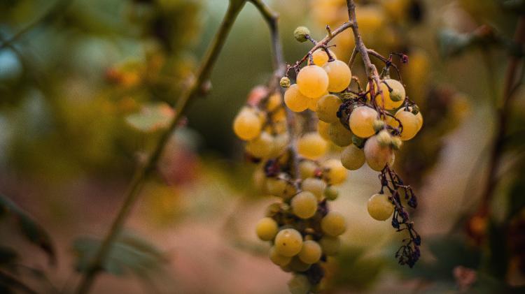 Naturais, biodinâmicos, orgânicos: o vinho entra na era ecológica - Adam Nieścioruk/Unsplash