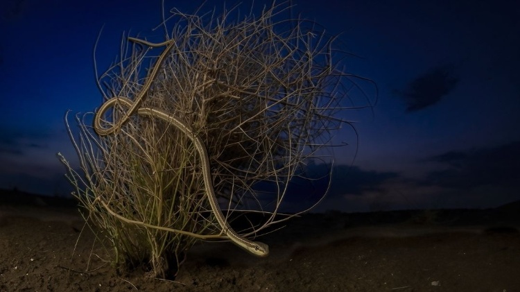 Uma cobra se camufla em um arbusto do deserto que está em extinção