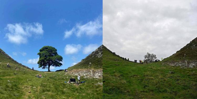Fotos mostram árvore Sycamore Gap antes e depois de ser derrubada na Inglaterra 