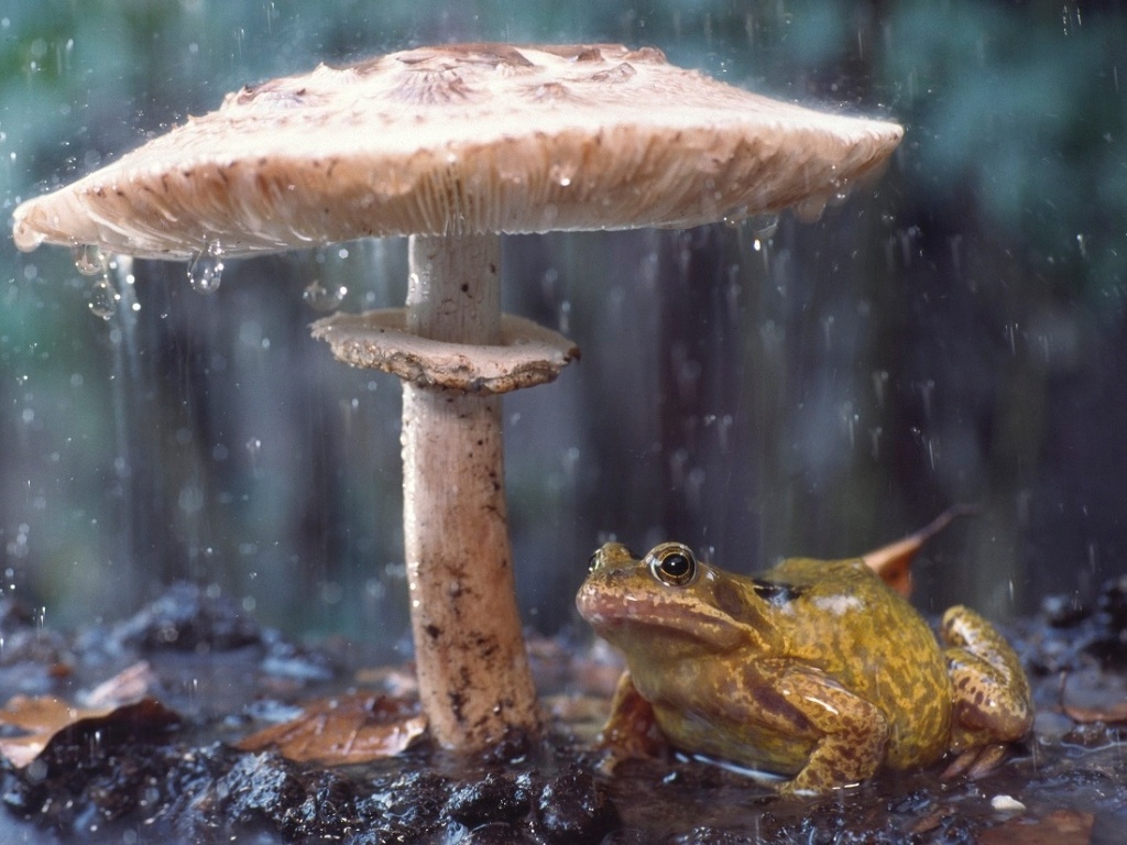 Edwin Giesbers enfrentou uma forte chuva quando decidiu fotografar cogumelos próximos à sua casa, na Holanda. "Eu percebi este cogumelo e depois vi que havia um sapo", conta ele. "Eu me aproximei muito lentamente e usei uma velocidade baixa da câmera para mostrar a chuva" - Edwin Giesbers
