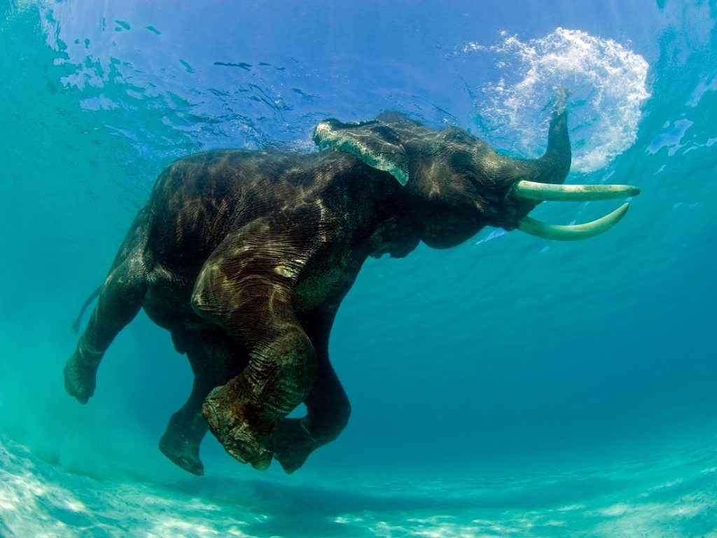 Este elefante asiático estava tomando um banho quando o fotógrafo americano Jeff Yonover o flagrou.  Yonover conseguiu retratar o exato momento em que a tromba do elefante funcionou como um "snorkel" - Jeff Yonover