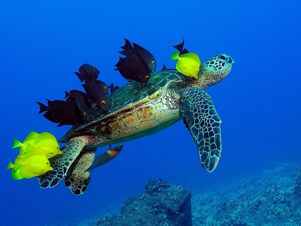 Estes peixes estão comendo algas e parasitas da casca e da pele de uma tartaruga. A foto foi tirada por Andre Seale, que capturou as imagens no Havaí. Este comportamento ajuda tanto a tartaruga a ficar mais limpa e saudável, como fornece refeição aos peixes - Andre Seale