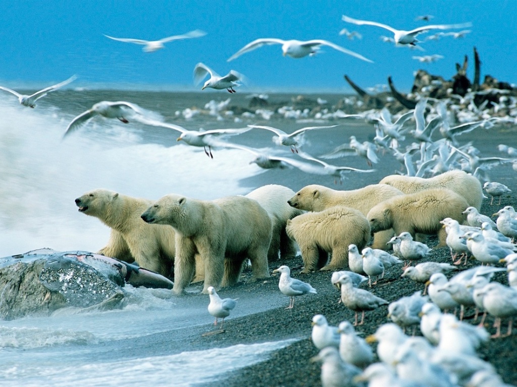 O cadaver de uma baleia-cinzenta atraiu esta multidão inusitada no Alasca. Ursos polares costumam ser solitários e caçam sobre o mar congelado. Mas este grupo flagrado pelo fotógrafo americano Howie Garber contem vários machos, pelo menos uma fêmea e alguns filhotes - Howie Garber