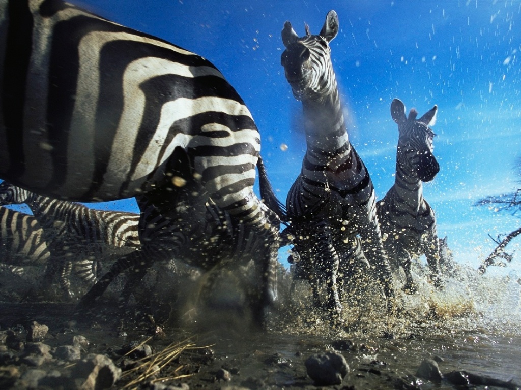 O Museu de História Natural de Londres selecionou algumas das melhores imagens do seu tradicional concurso Wildlife Photographer of the Year, que existe há décadas. Esta imagem, intitulada "Cruzamento Zebra", foi feita na Tanzânia pela fotógrafa britânica Anup Shah. O objetivo dela era mostrar como as formigas veem os animais - Anup Shah