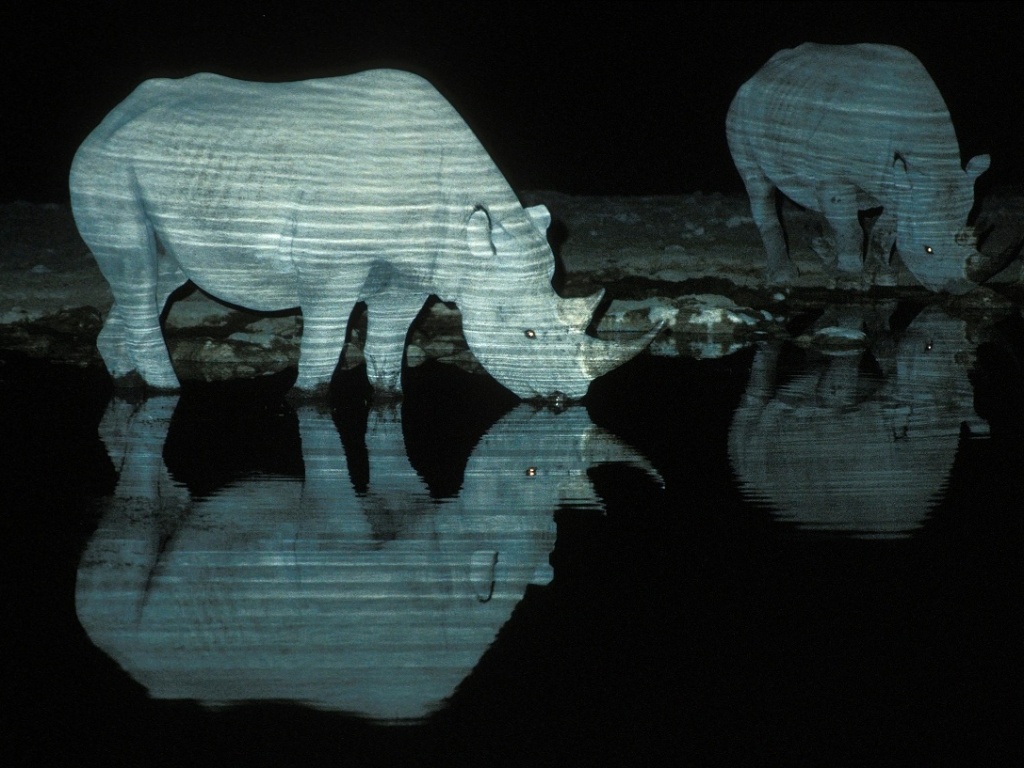 Rinocerontes pretos, uma espécie ameaçada de extinção, são criaturas solitárias, segundo o fotógrafo sul-africano Wynand du Plessis. Mas na Namíbia, ele encontrou vários rinocerontes do tipo que se relacionavam bem entre si e com outros animais - Wynand du Plessis