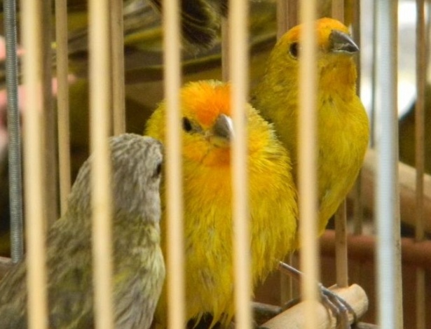 Maioria das aves contrabandeadas tem como habitat as selvas do Peru, Equador e Venezuela - Divulgação/PF