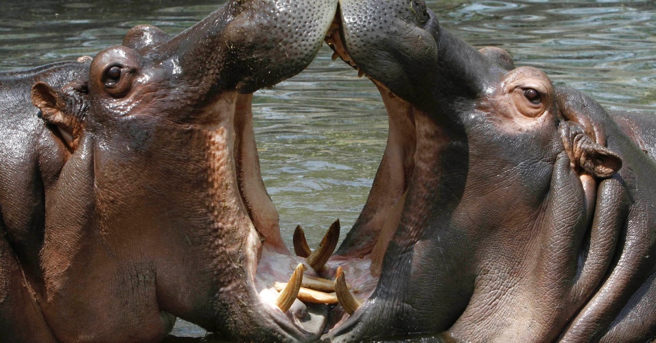 Hipopotamus em uma lagoa no zoológico em Nova Deli