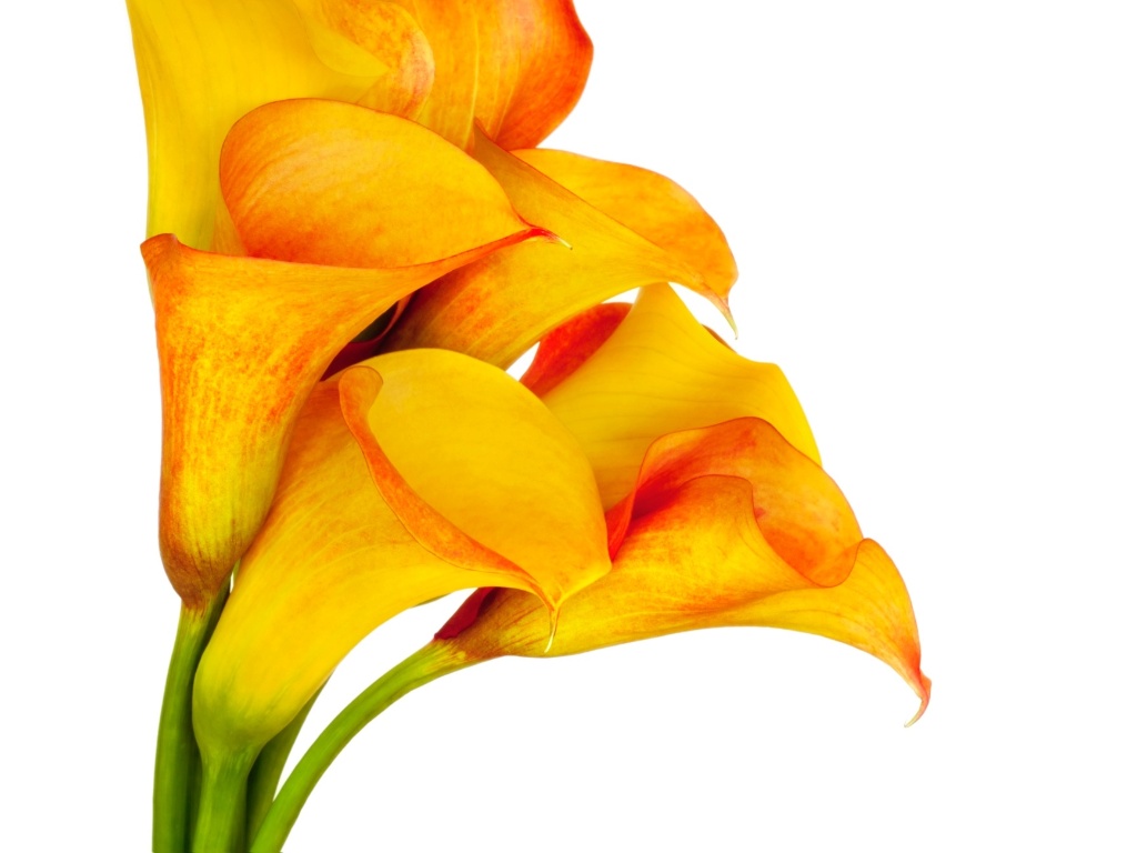 Buquê de Callas - Thinkstock
