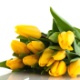Tulipas - Thinkstock