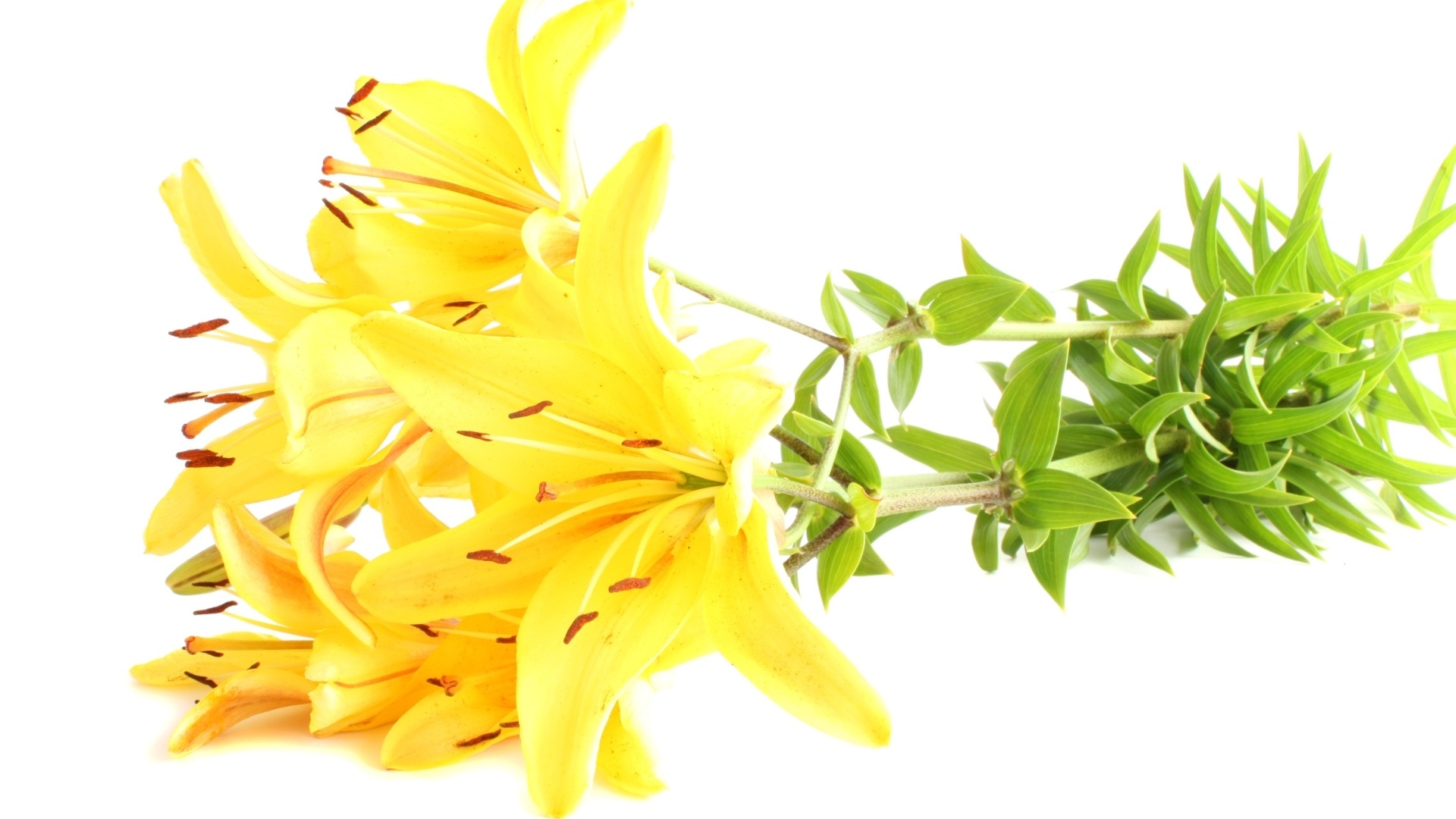 Lírios amarelos - Thinkstock