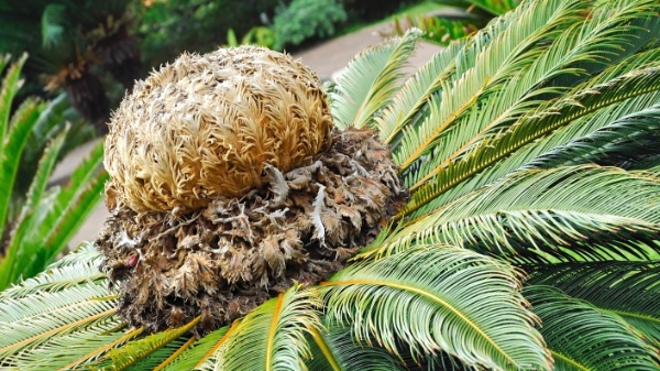 Cica (Cycas revoluta) Cica (Cycas revoluta)
