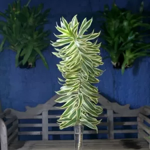 Fotos: Plantas ao vento: veja sugestões de espécies para cultivar em  varandas e jardins - 12/04/2012 - UOL Universa