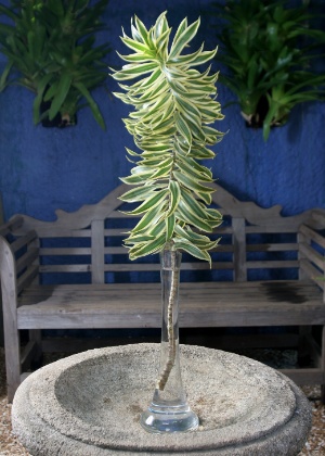 Pleomele - Renato Stockler/ Folhapress - Renato Stockler/ Folhapress