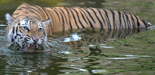 População de tigres da Índia apresenta recuperação e anima  conservacionistas