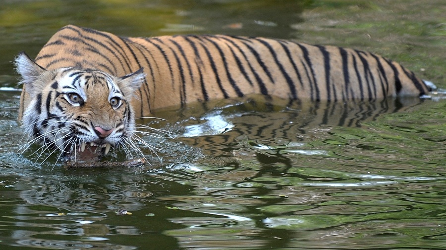 O primeiro bota um mar pra fora #tigres #tiger #animals
