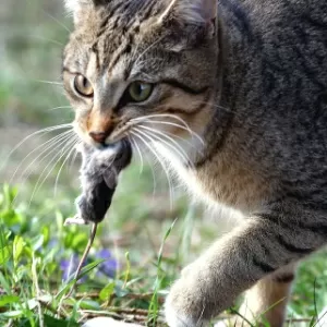 Memória Gato Tom em COQUINHOS