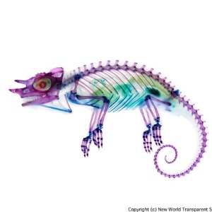 Depois, é preciso modificar as proteínas do corpo dos animais com químicos, para deixá-los transparentes. Na foto, o camaleão-de-três-chifres (Cbamaeleo jacksonii) - Iori Tomita