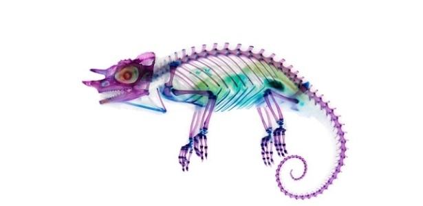 Depois, é preciso modificar as proteínas do corpo dos animais com químicos, para deixá-los transparentes. Na foto, o camaleão-de-três-chifres (Cbamaeleo jacksonii) - Iori Tomita
