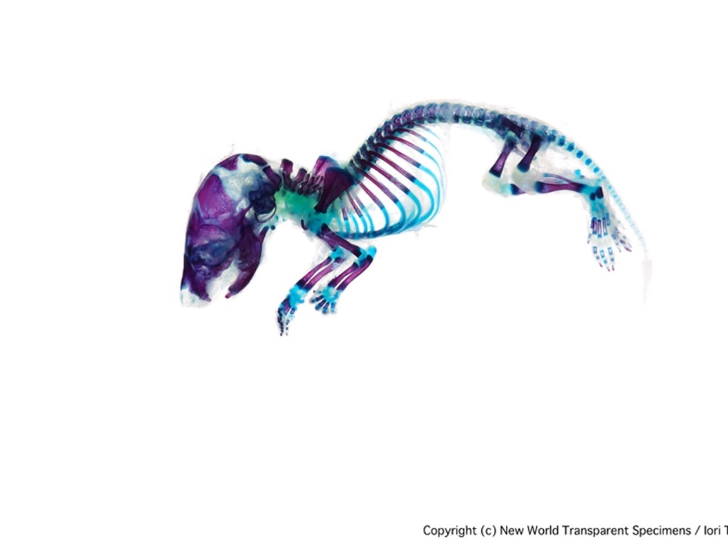 Em seu site, o artista explica que o procedimento foi criado para permitir o estudo dos esqueletos dos animais. O processo leva entre 5 meses e um ano. Na foto, um camundongo (Mus musculus) - Iori Tomita