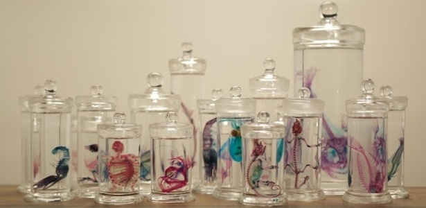 O artista japonês Iori Tomita utiliza um método científico para transformar animais conservados em laboratório em objetos de arte. Acima, parte de sua exposição no Aquário de Tóquio - Iori Tomita