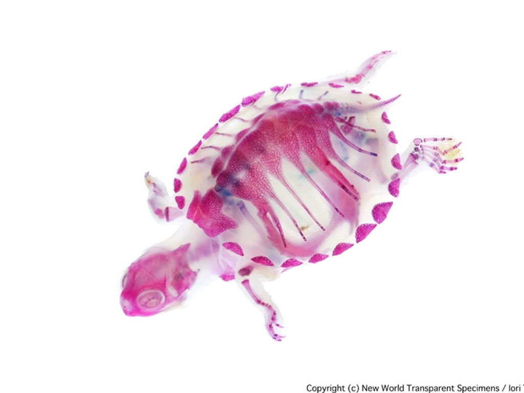 Para suas obras, ele explica que procurou refinar o processo de coloração dos esqueletos, para criar tons diferentes. Na imagem, um jabuti (Testudinidae spp) - Iori Tomita