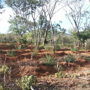 Plantações de maconha em Pernambuco