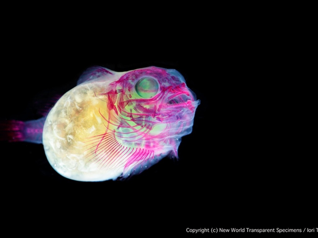 Por fim, ele injeta um pigmento magenta nos ossos dos animais e um colorante azul em suas cartilagens. Os organismos são preservados em vasos com glicerina. Na imagem acima, o peixe Lethotremus awae - Iori Tomita