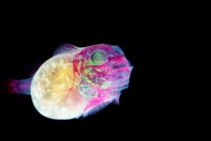 Por fim, ele injeta um pigmento magenta nos ossos dos animais e um colorante azul em suas cartilagens. Os organismos são preservados em vasos com glicerina. Na imagem acima, o peixe Lethotremus awae - Iori Tomita