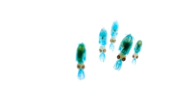 Segundo ele, os objetos finais podem ser enxergados como experimentos científicos, obras de arte e até como "uma porta de entrada para a filosofia". Na imagem, lulas pigmeias do Norte (Idiosepius paradoxus) - Iori Tomita