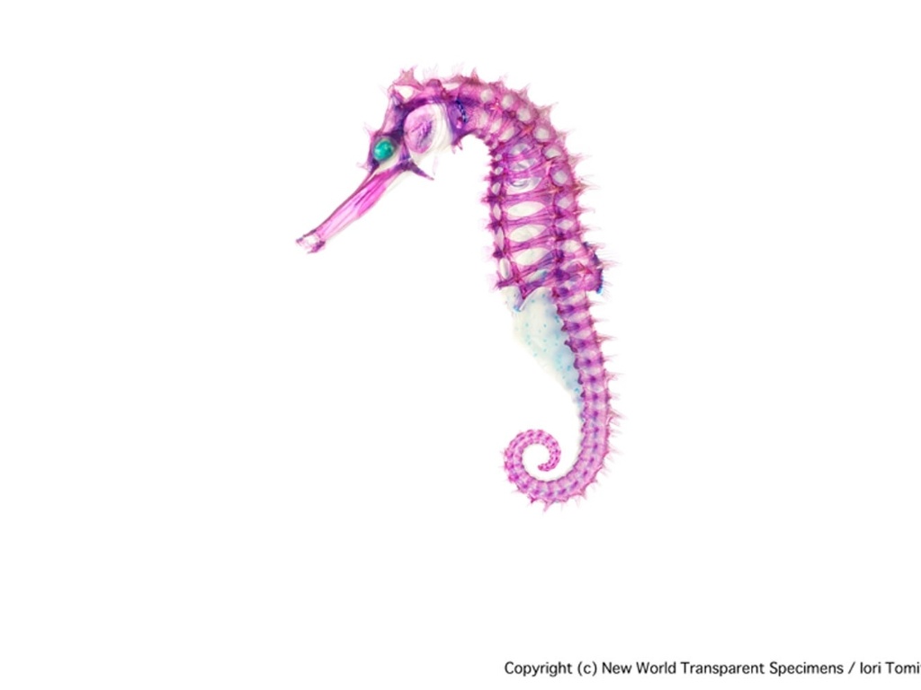 Tomita diz que cria espécies transparentes "como objetos que farão com que as pessoas se sintam mais próximas das maravilhas da vida". A foto acima mostra um cavalo-marinho espinhoso (Hippocampus histrix) - Iori Tomita