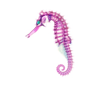 Tomita diz que cria espécies transparentes "como objetos que farão com que as pessoas se sintam mais próximas das maravilhas da vida". A foto acima mostra um cavalo-marinho espinhoso (Hippocampus histrix) - Iori Tomita