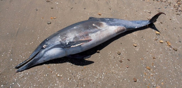 Golfinho morto aparece em praia a mais de 750 km de Lima, Peru. As autoridades peruanas estão investigando centenas de mortes de golfinhos ocorridas desde janeiro de 2012 - Wilfredo Sandoval/ AFP
