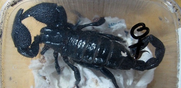 Escorpião apreendido pelo Ibama (Instituto Brasileiro do Meio Ambiente) no interior do Rio Grande do Sul - Divulgação/Ibama