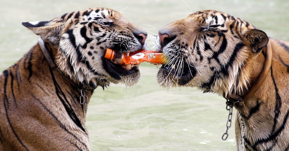 Par de tigres mordem uma garrafa de plástico, enquanto brincam em seu recinto no Templo do Tigre, em Kanchanaburi
