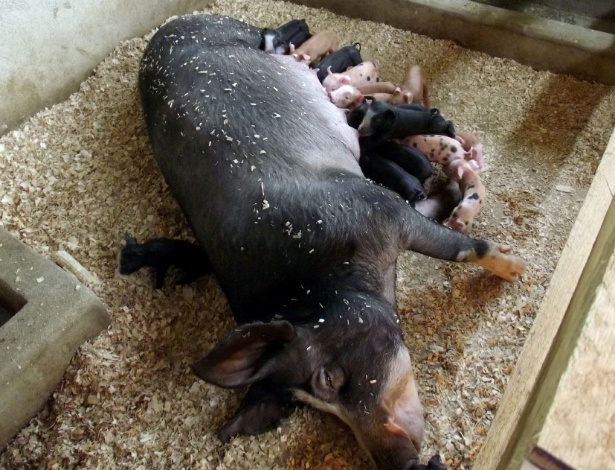Porca Nina dá à luz 18 leitõezinhos em Poço Fundo (MG); apenas um não sobreviveu - A.C.Rodrigues/UOL