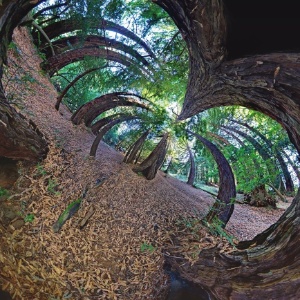 "Fazer as fotografias é, na verdade, a parte do processo que menos toma tempo. A parte mais demorada é encontrar os lugares que vale a pena fotografar e chegar ao melhor local para fotografá-los" - Randy Scott Slavin / Rex Features