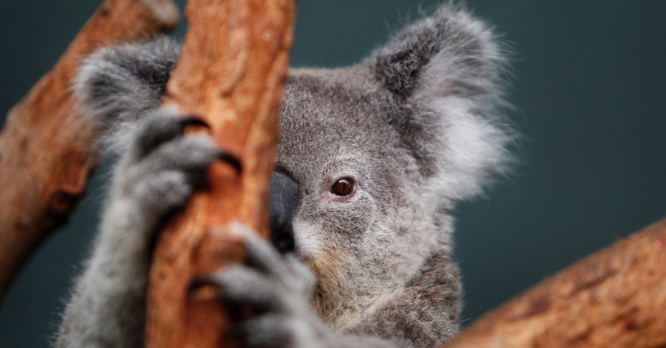 Coala em um galho de árvore em seu recinto no World Wildlife em Sydney