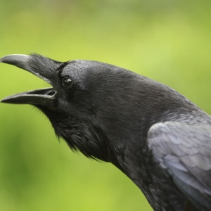 Assim como os seres humanos, os corvos reagem negativamente quando encontram um inimigo - Cyril Russo via The New York Times