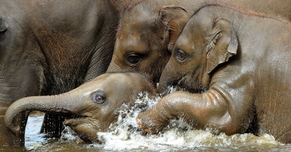 Elefantes asiáticos tomam banho em uma piscina no jardim zoológico de Hanover