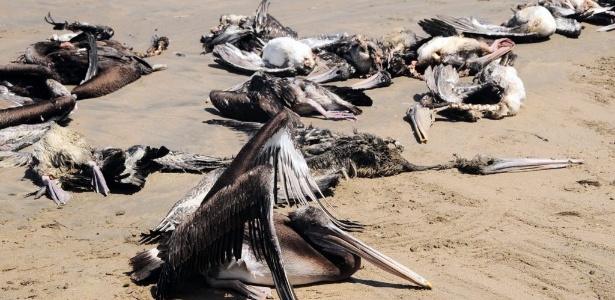 Pelicanos encontrados mortos em praia do Peru no final de abril - Heinze Plenge/Reuters