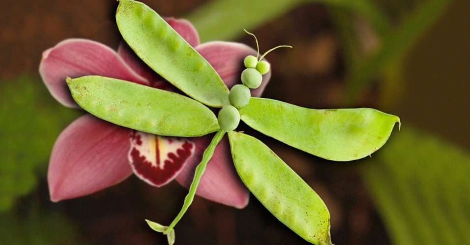 Vanessa afirma que também quer "melhorar um pouquinho o dia de qualquer pessoa que para alguns segundos para ver minhas fotos". Acima, a 'Libérvilha', a libélula com ervilhas' - Vanessa Dualib 