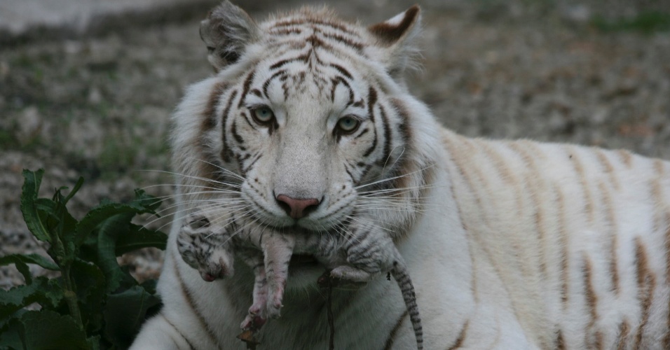 7.mai.2012 - Fêmea branca de tigre de Bengala segura seu filhote recém-nascido em um zoológico particular em Yalta, na Ucrânia
