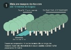 Entenda por que o novo Código Florestal pode aumentar o desmatamento - Arte UOL