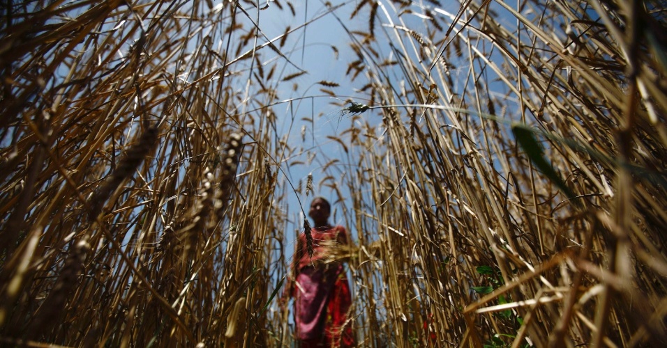 14.mai.2012 - Uma mulher na colheita de trigo em um campo, em Katmandu
