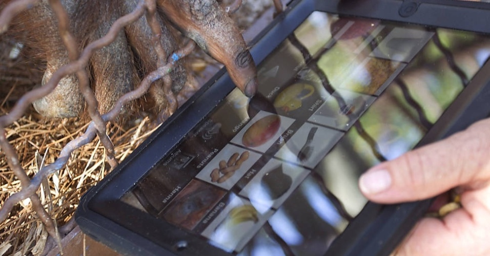 Depois de ouvir uma palavra, o animal a relaciona com uma figura do objeto no tablet. Há anos, especialistas que trabalham com primatas têm usado diversos métodos, entre eles a linguagem de sinais, para se comunicar com os bichos - J Pat Carter/Associated Press