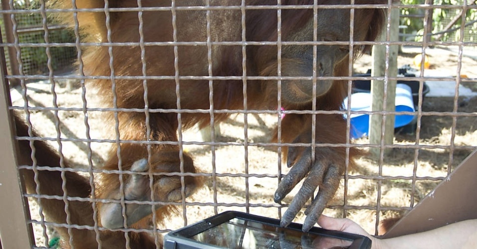 Depois de ouvir uma palavra, o animal a relaciona com uma figura do objeto no tablet. Há anos, especialistas que trabalham com primatas têm usado diversos métodos, entre eles a linguagem de sinais, para se comunicar com os bichos - J Pat Carter/Associated Press