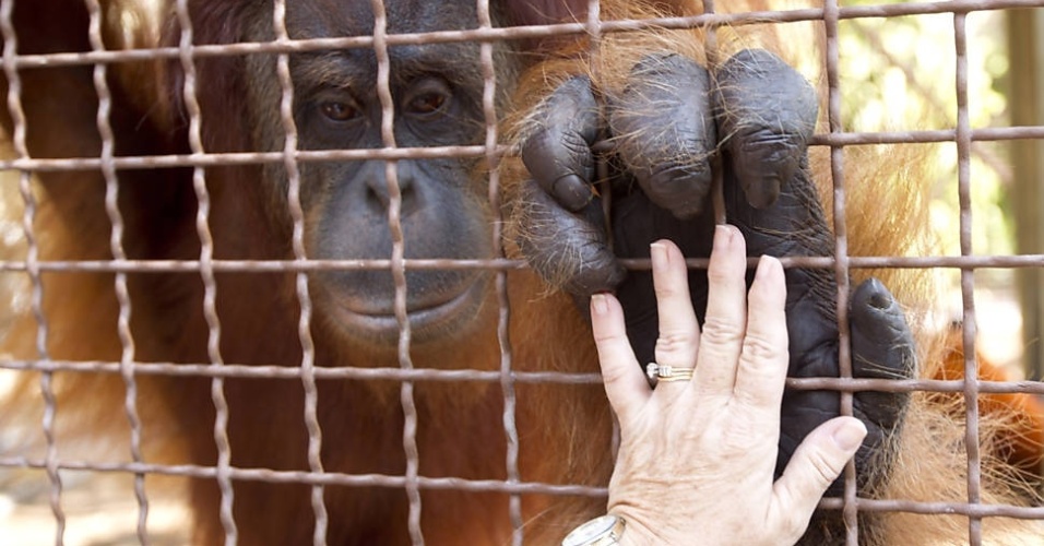 Linda Jacobs toca em um orangotango. Os funcionários estão usando o iPad para melhorar a comunicação com os animais - J Pat Carter/Associated Press