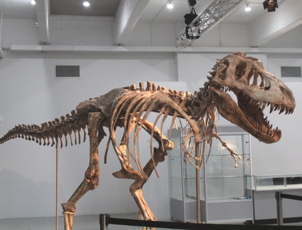 Foto de tiranossauro "bataar", parente asiático do temido "tiranossauro rex", supostamente vendido por US$ 1 milhão em Nova York (21/5/12) - EFE