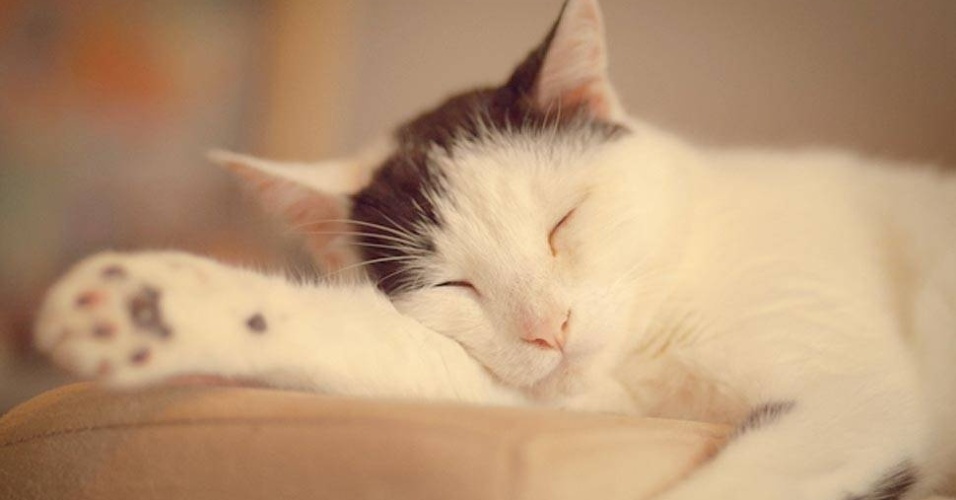 A atividade começo como hooby, já que Giane tinha dois gatinhos  - Giane Portal 