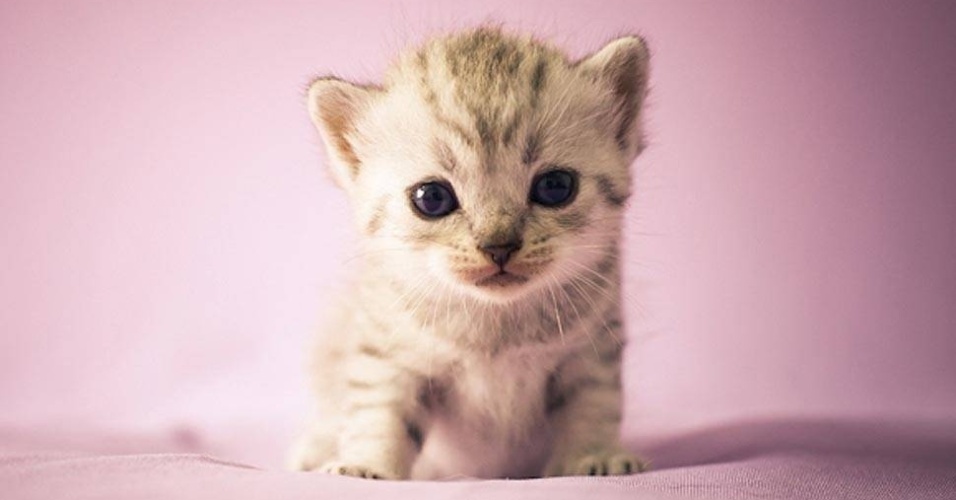 A fotógrafa Giane Portal se especializou em tirar fotos de gatos  - Giane Portal 